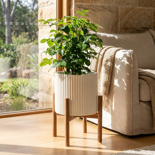 A large green potted plant sits on a Large Natural Planter Stand (available in various sizes) next to a beige sofa by a sunny window.