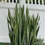 Laurentii Snake Plant - Sansevieria trifasciata 'Laurentii'-Evergreen,Indoor,Low Water,Ornamental,Partial Shade,Slow Growing,Succulent-Nursery Near Me