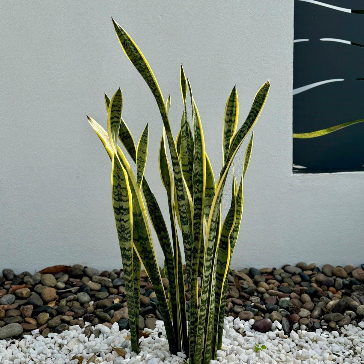 Laurentii Snake Plant - Sansevieria trifasciata 'Laurentii'-Evergreen,Indoor,Low Water,Ornamental,Partial Shade,Slow Growing,Succulent-Nursery Near Me