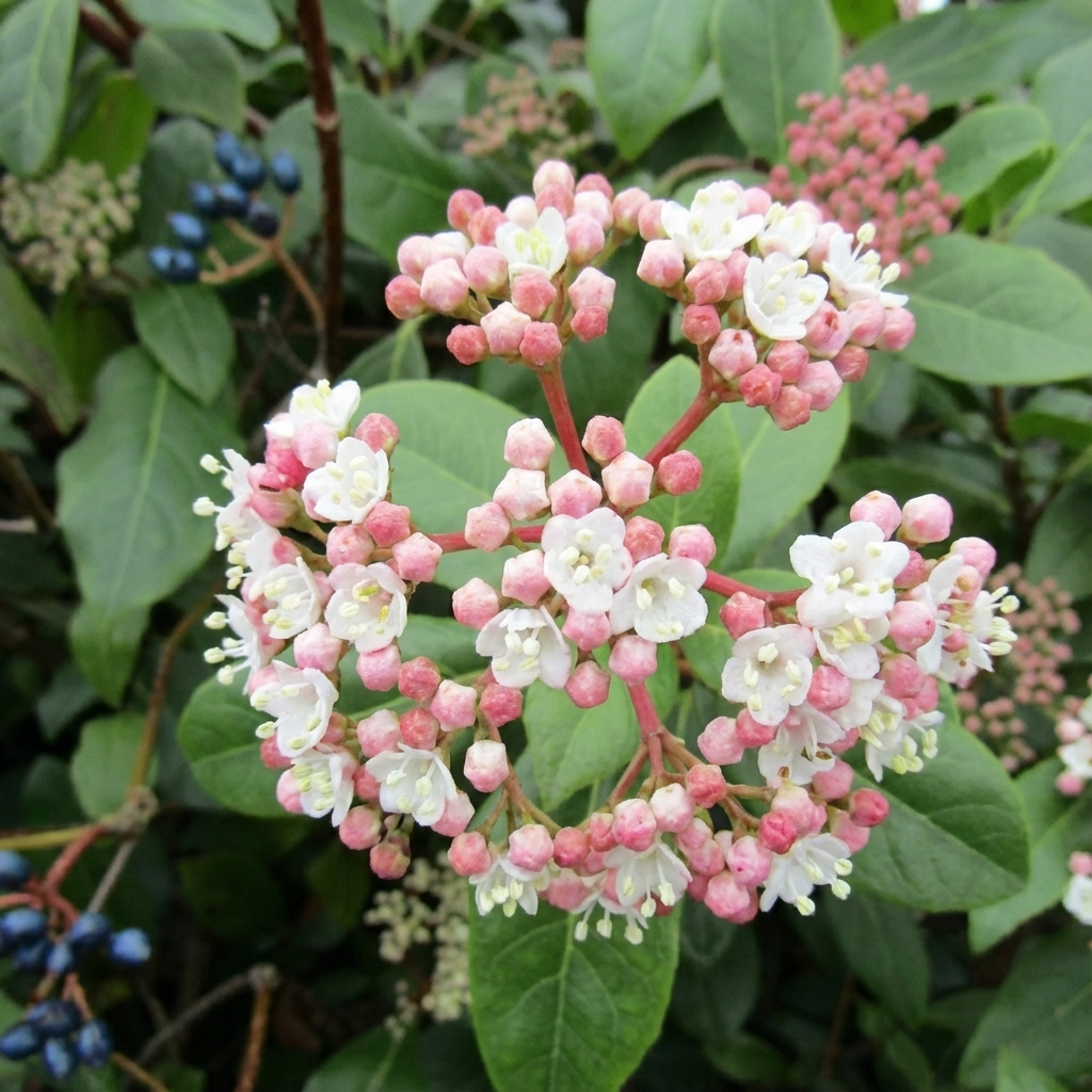 Close-up of Laurustinus Viburnum (Viburnum tinus) shrub, highlighting small pink and white flowers, green leaves, and dark blue berries in the background.