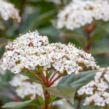 Close-up of white blooms of Viburnum tinus on a branch with green leaves in the background, highlighting the fragrant flowers of Laurustinus Viburnum, ideal for an evergreen hedge.-Nursery Near Me