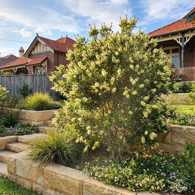 A Lemon Bottlebrush - Callistemon Silver Cloud, with silver-green foliage, enhances a landscaped garden bordered by stone steps and houses in the background.