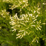 The Lemon Falls Russelia (Russelia equisetiformis Lemon Falls) is a cascading plant featuring clusters of small, tubular pale yellow flowers. Its ideal for dry climates due to its drought tolerance.-Nursery Near Me