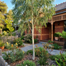 Lemon Scented Gum