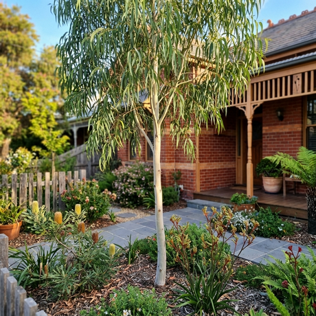 Lemon Scented Gum (Corymbia citriodora) and other native plants grow in a garden outside a red-brick house with a wooden porch.