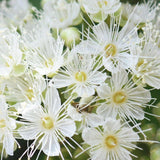 Lemon Scented Myrtle - Backhousia citriodora-Evergreen,Full Sun,Moderate Growing,Moderate Water,Native,Outdoor,Tree-Nursery Near Me