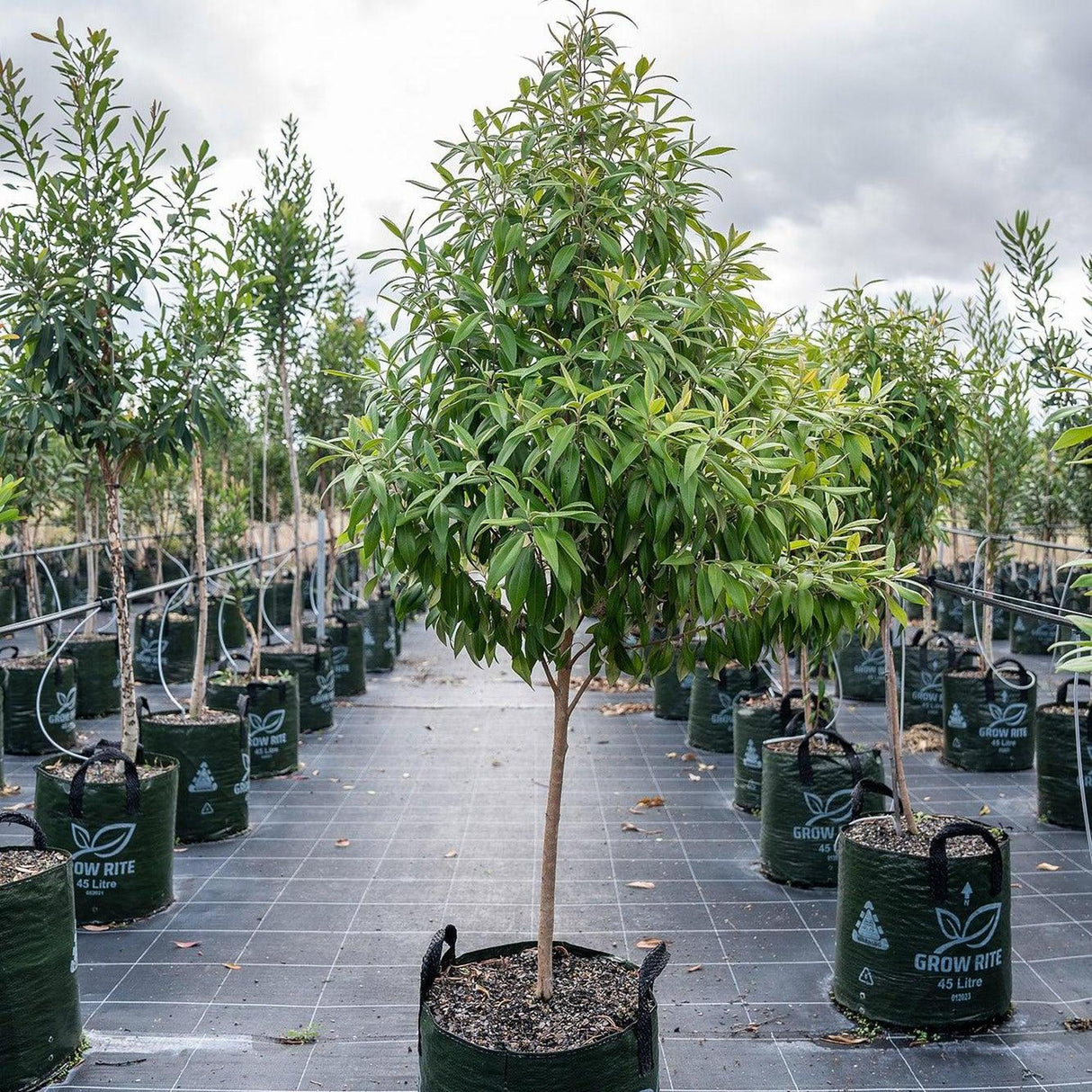 Lemon Scented Myrtle (Backhousia citriodora), an Australian native tree with fragrant leaves, is displayed in green fabric pots arranged in rows on a grid-patterned ground at the nursery.