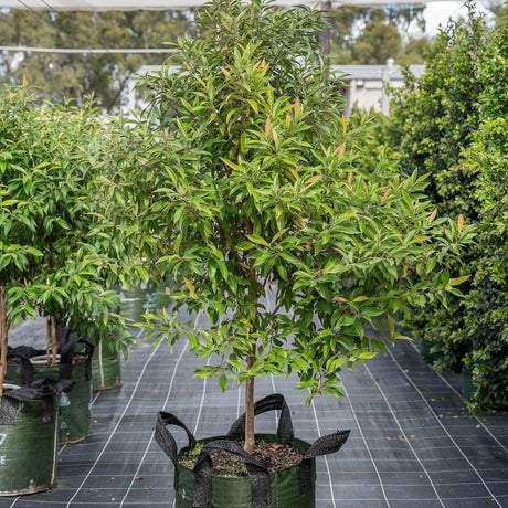 Lemon Scented Myrtle - Backhousia citriodora-Evergreen,Full Sun,Moderate Growing,Moderate Water,Native,Outdoor,Tree-Nursery Near Me