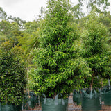 Several lush green Lemon Scented Myrtle - Backhousia citriodora trees, an Australian native with fragrant foliage, grow in large green pots outdoors, surrounded by more greenery.
