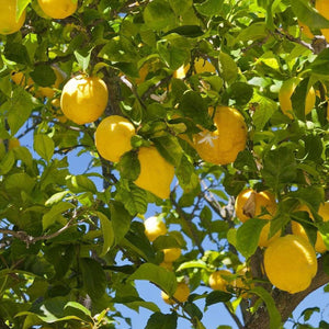 Lemonicious Lemon Tree