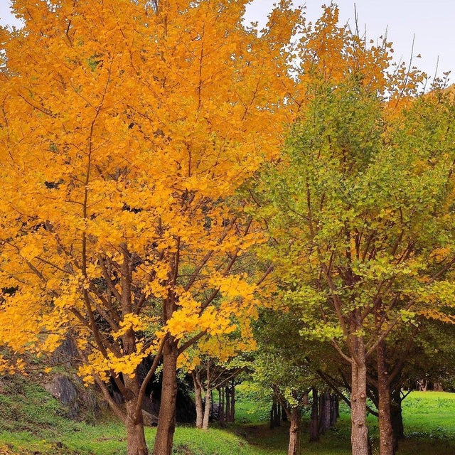 Lemonlime Spire Ginkgo - Ginkgo biloba 'Lemonlime Spire'-Deciduous,Full Sun,Moderate Water,Ornamental,Outdoor,Slow Growing,Tree-Nursery Near Me