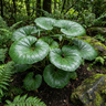 Leopard Plant