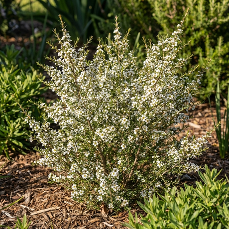 A Tea Tree - Leptospermum ‘Cardwell’ displays a bushy form with tiny white star-shaped flowers, set in a mulched garden bed with lush green foliage.
