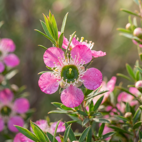 Tea Tree - Leptospermum ‘Love Affair’ features compact growth with dew-kissed green leaves and five-petalled, pink bi-coloured blooms that glow beautifully in soft natural sunlight.