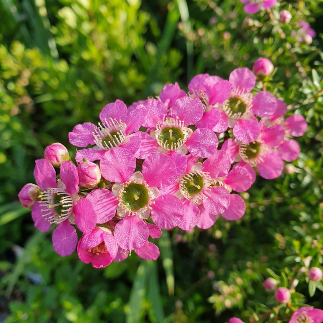 Clusters of small, vibrant pink flowers with green centers bloom on the Tea Tree - Leptospermum ‘Pageant’ shrub, displayed against a soft green background.