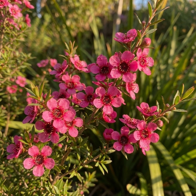 Small, bright pink flowers and subtle burgundy-green foliage glow in sunlight—Dwarf Red Tea Tree (Leptospermum rubrum ‘Nana’) brings vibrant blooms and lush color to your garden, surrounded by softly blurred greenery.