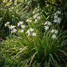 Shadow Star™ Libertia