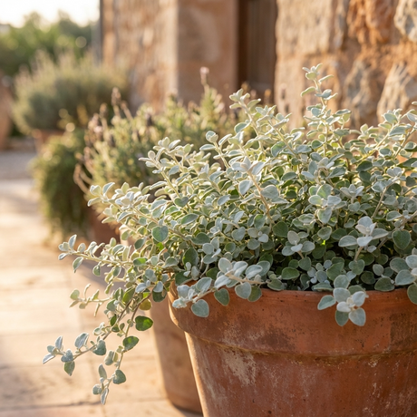 The Licorice Plant (Helichrysum petiolare), prized for its silvery leaves, is displayed in a pot on a sunny stone patio next to a rustic building.