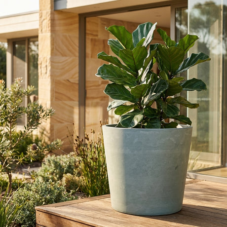 A fiddle leaf fig in a Light Grey Tapered Cylinder Planter (available in various sizes) sits on a wooden deck outside a stylish house.