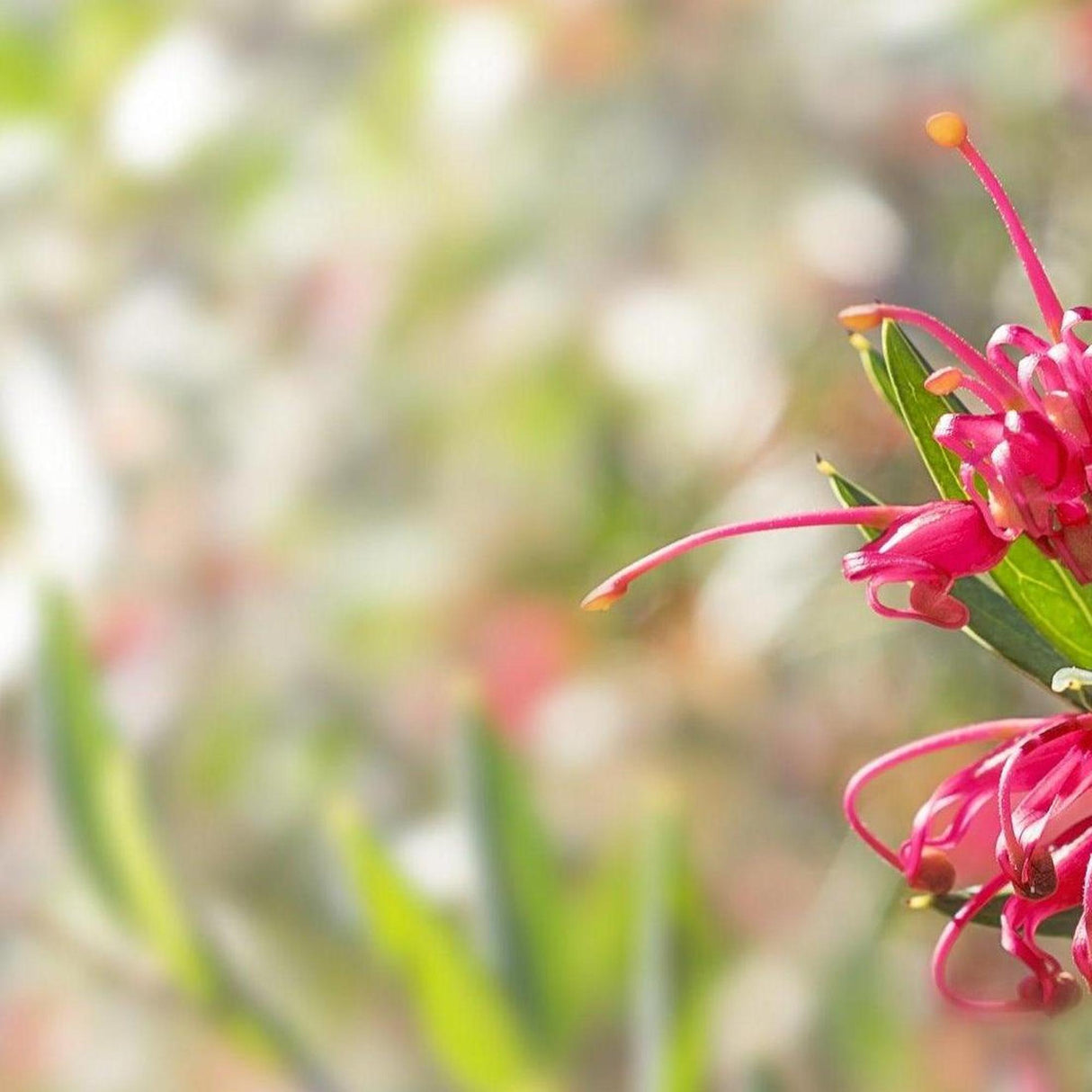 Lilliane Grevillea - Grevillea 'Lilliane'-Evergreen,Flowering,Full Sun,Low Water,Moderate Growing,Native,Outdoor-Nursery Near Me