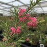 Lilliane Grevillea