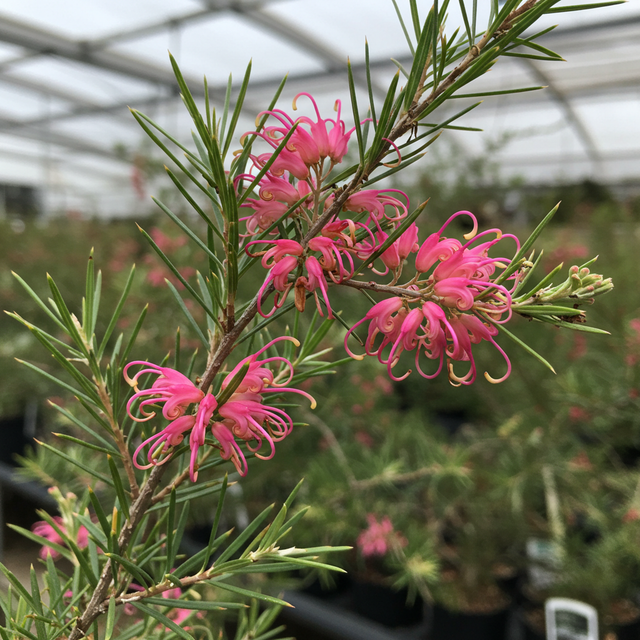 Close-up of Lilliane Grevillea (Grevillea 'Lilliane') with pink flowers and spiky leaves in a greenhouse—this drought-tolerant shrub is also great for attracting birds.
