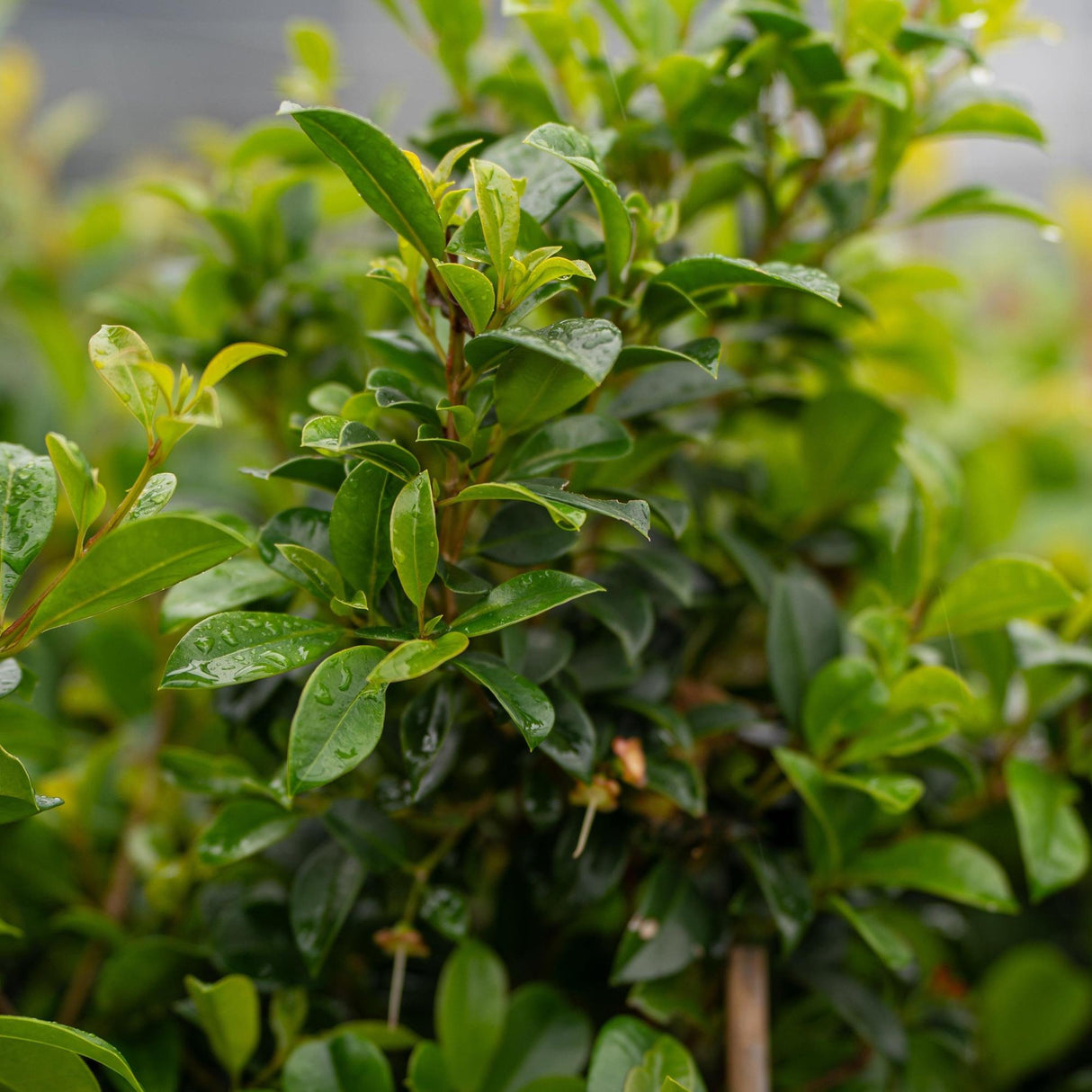 Lilly Pilly Northern Select - Syzygium australe 'Northern Select'-Evergreen,Flowering,Full Sun,Moderate Growing,Moderate Water,Native,Outdoor,Screening,Shrub-Nursery Near Me