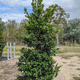 Lilly Pilly Resilience - Syzygium australe 'Resilience'-Evergreen,Flowering,Full Sun,Hedge,Moderate Growing,Moderate Water,Native,Outdoor,Screening,Shrub-Nursery Near Me