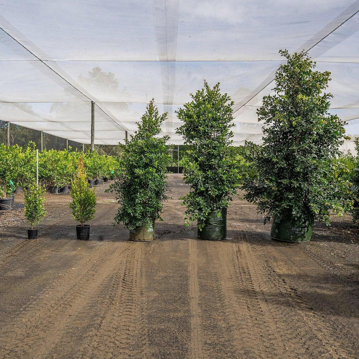 Potted trees, such as the fast-growing Syzygium australe Resilience (Lilly Pilly Resilience), thrive under a shaded net in the nursery, ideal for forming a dense privacy hedge.