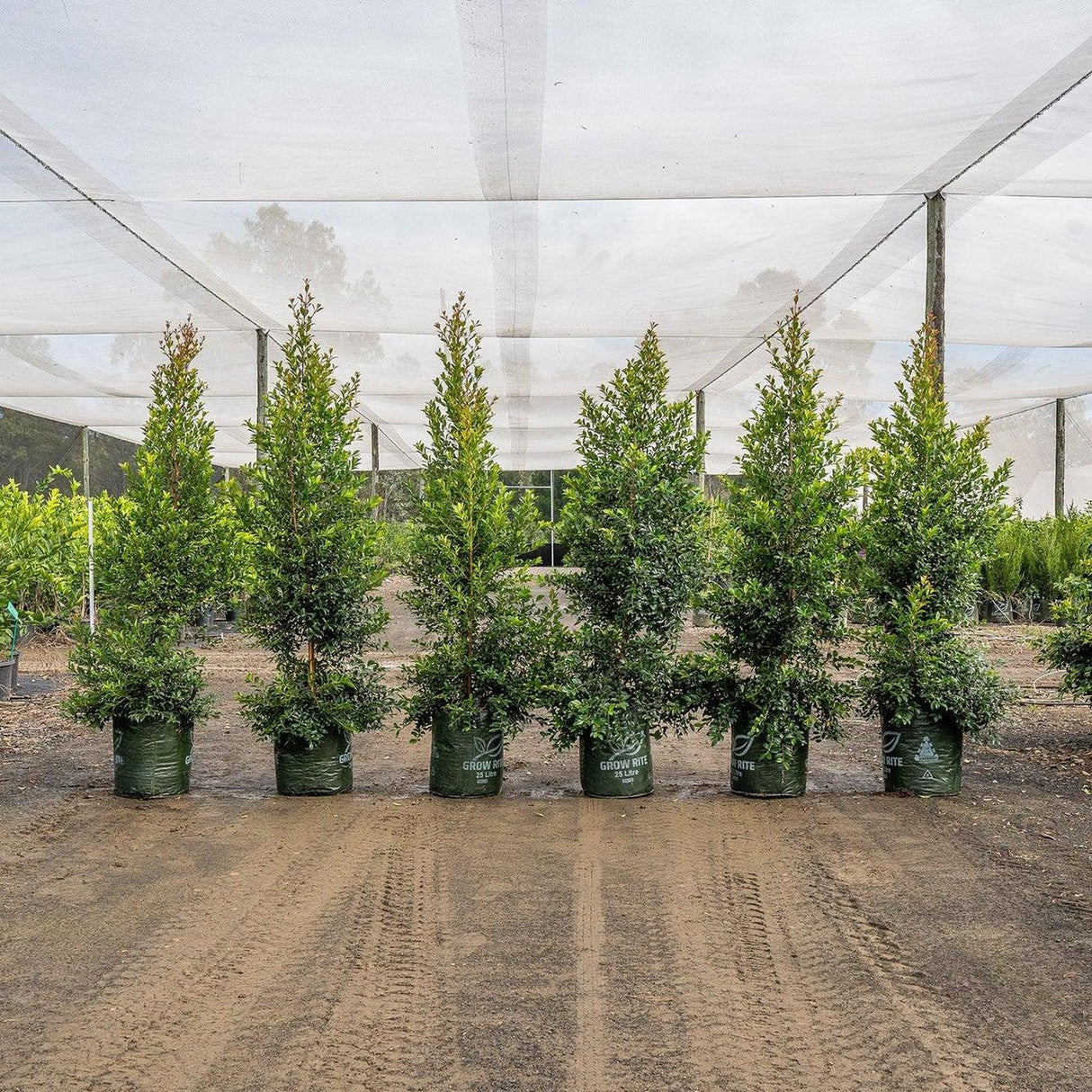 Six Lilly Pilly Resilience (Syzygium australe Resilience) potted trees, ideal for a fast-growing dense hedge, are lined up on dirt under a transparent canopy. They offer privacy while highlighting the natural beauty of these trees.