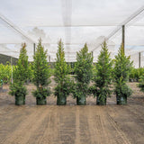 Six Lilly Pilly Resilience (Syzygium australe Resilience) potted trees, ideal for a fast-growing dense hedge, are lined up on dirt under a transparent canopy. They offer privacy while highlighting the natural beauty of these trees.