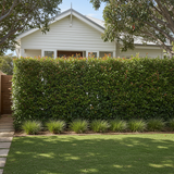 Lilly Pilly Resilience - Syzygium australe 'Resilience'