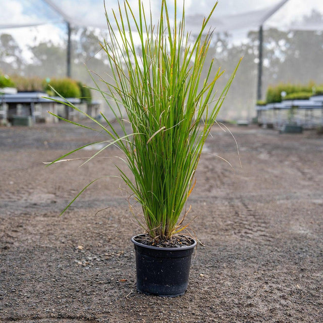 Lime Tuff Lomandra - Lomandra 'Lime Tuff'-Evergreen,Full Sun,Ground Cover,Low Water,Native,Ornamental,Outdoor,Slow Growing-Nursery Near Me