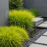 Lime Tuff Lomandra
