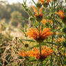 Lion’s Ear