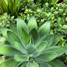Lions Tail Agave