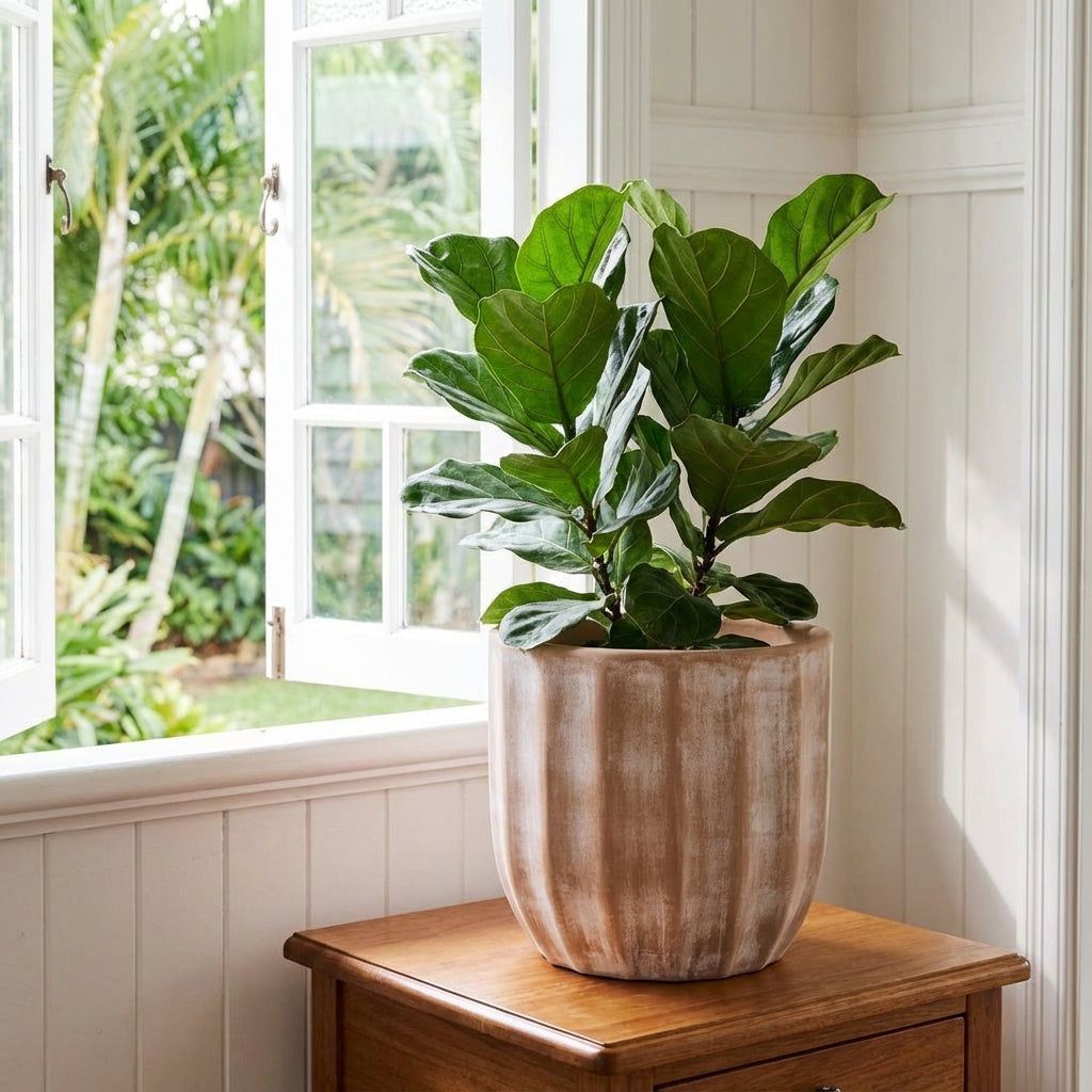 A fiddle leaf fig in a Lipari Ceramic Indoor Pot (360mm x 360mm) sits on a wooden table by an open window, with lush greenery outside.