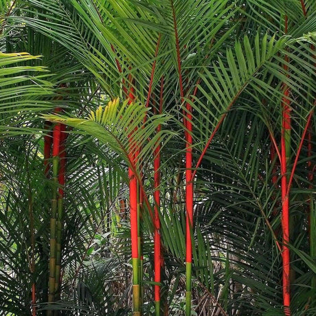 The Lipstick Palm - Cyrtostachys renda enchants with its vibrant red stems and lush green fronds, creating an exotic ambiance.-Nursery Near Me