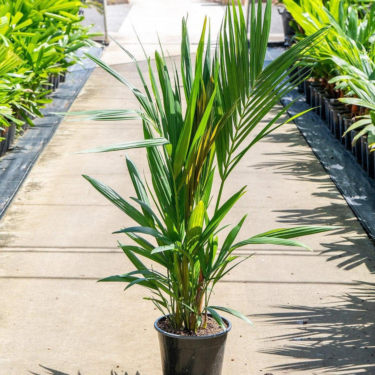 Lipstick Palm - Cyrtostachys renda-Evergreen,Fast Growing,High Water,Outdoor,Palm,Partial Shade,Tropical-Nursery Near Me