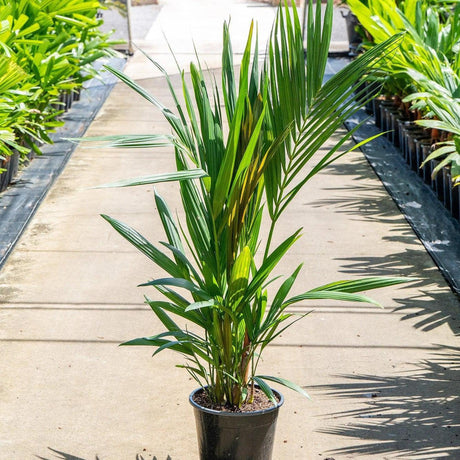 Lipstick Palm - Cyrtostachys renda-Evergreen,Fast Growing,High Water,Outdoor,Palm,Partial Shade,Tropical-Nursery Near Me