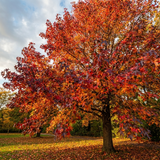 The American Sweetgum (Liquidambar styraciflua) showcases brilliant red, orange, and yellow autumn foliage, creating a striking shade tree perfect for sunny parks.