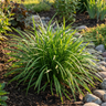 Just Right® Liriope