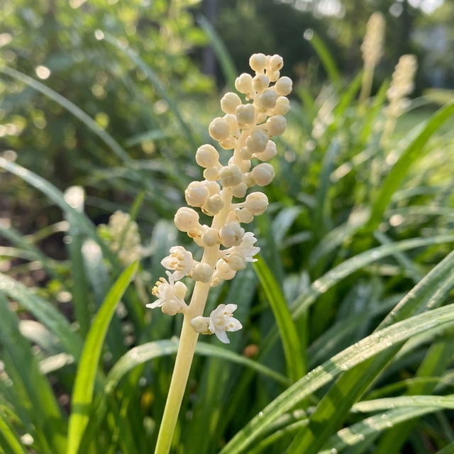 Close-up of Liriope ‘Monroe White’ (Liriope muscari ‘Monroe White’) with shade-tolerant white flower spikes and small buds amid green leaves in sunlight.