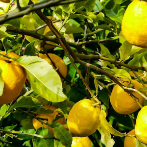 Lisbon Lemon Tree