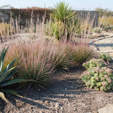 Drought-tolerant garden featuring Little Bluestem Grass - Schizachyrium ‘Standing Ovation’, succulents, and a stone pathway winding through sunlit ornamental grass.