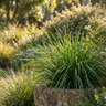 Little Cricket Lomandra