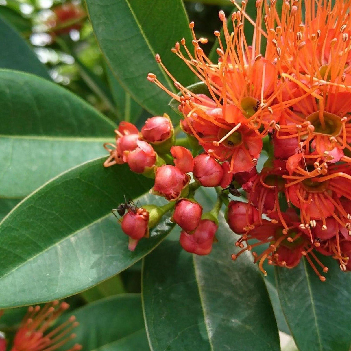 Little Dugald Metrosideros - Metrosideros collina 'Little Dugald'-Evergreen,Flowering,Full Sun,Moderate Growing,Moderate Water,Outdoor,Tropical-Nursery Near Me