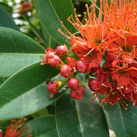 Little Dugald Metrosideros - Metrosideros collina 'Little Dugald'-Evergreen,Flowering,Full Sun,Moderate Growing,Moderate Water,Outdoor,Tropical-Nursery Near Me