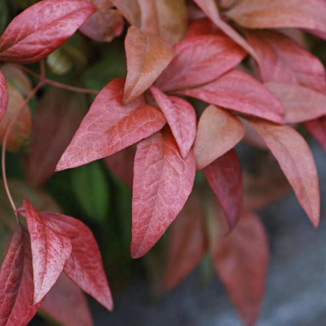 Little Flames Leucothoe - Leucothoe 'Little Flames'-Evergreen,Moderate Water,Ornamental,Outdoor,Partial Shade,Shrub,Slow Growing-Nursery Near Me