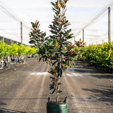 Little Gem Magnolia - Magnolia grandiflora 'Little Gem'-Evergreen,Flowering,Full Sun,Moderate Growing,Moderate Water,Outdoor,Screening,Tree-Nursery Near Me